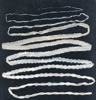toro tapeworm