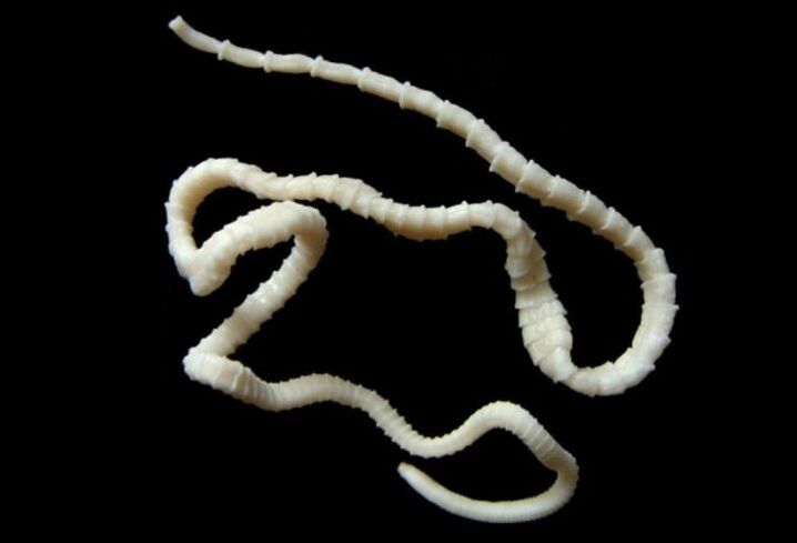 Wide tapeworm