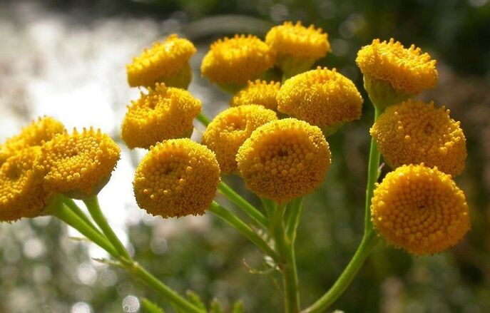 Tansy is used to remove parasites in organisms
