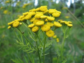 Tansy can remove parasites from the body